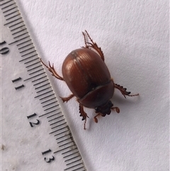 Bolboceratinae (sub-family) at Kungala, NSW - 12 Apr 2025 08:34 AM