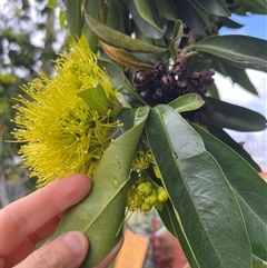 Unverified Plant at Norman Park, QLD - 12 Apr 2025 by JoelStibbardBCT