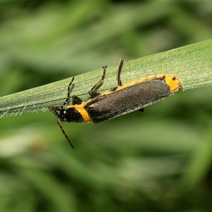 Chauliognathus lugubris (Plague Soldier Beetle) at Higgins, ACT - Yesterday by AlisonMilton