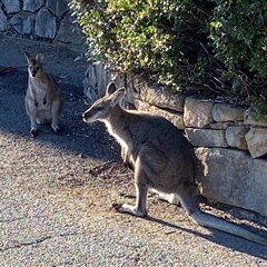 Notamacropus rufogriseus (Red-necked Wallaby) at Thredbo, NSW - 12 Apr 2025 by lisarobins