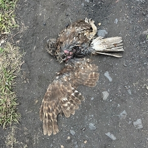 Ninox boobook at Kangaroo Valley, NSW - suppressed