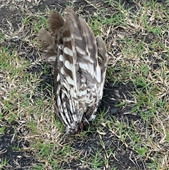 Ninox boobook at Kangaroo Valley, NSW - suppressed