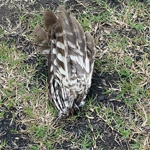 Ninox boobook at Kangaroo Valley, NSW - suppressed