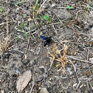 Austroscolia soror (Blue Flower Wasp) by IHendy01