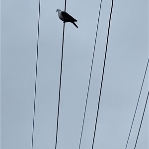 Columba leucomela at Dorrigo, NSW - 12 Apr 2025 09:40 AM