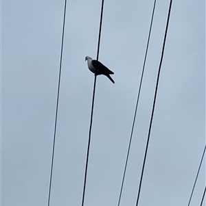 Columba leucomela at Dorrigo, NSW - 12 Apr 2025 09:40 AM