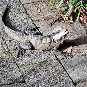 Pogona barbata at Coffs Harbour, NSW - Yesterday by LyndalT