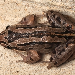 Limnodynastes peronii at Rosedale, NSW - 11 Apr 2025 12:00 AM