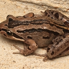 Limnodynastes peronii at Rosedale, NSW - 11 Apr 2025 12:00 AM