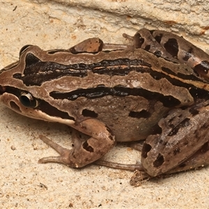 Limnodynastes peronii at Rosedale, NSW - 11 Apr 2025 12:00 AM