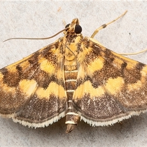Omiodes diemenalis at Rosedale, NSW - 11 Apr 2025 12:05 AM