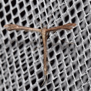 Pterophoridae (family) (A Plume Moth) by DianneClarke