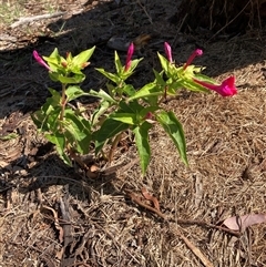 Mirabilis jalapa (Four O'clock Plant or Marvel of Peru) at Campbell, ACT - 12 Apr 2025 by SilkeSma