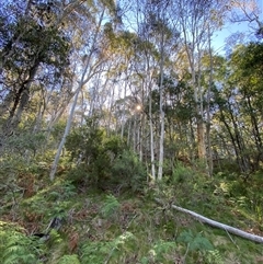 Eucalyptus pauciflora subsp. pauciflora (White Sally, Snow Gum) at Cotter River, ACT - 12 Dec 2024 by Tapirlord