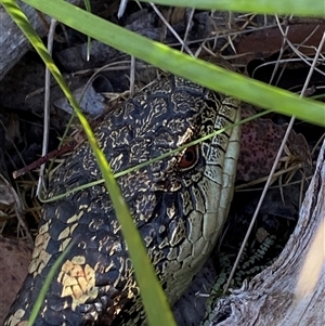 Tiliqua nigrolutea at Cotter River, ACT - 12 Dec 2024 04:50 PM