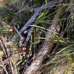 Tiliqua nigrolutea at Cotter River, ACT - 12 Dec 2024 04:50 PM