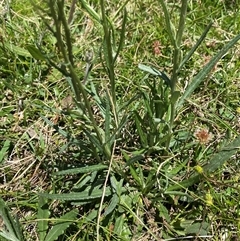 Senecio campylocarpus at Mount Clear, ACT - 10 Dec 2024 01:08 PM