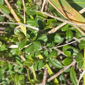 Pultenaea capitellata (Hard-head Bush-pea) at Mount Clear, ACT - 10 Dec 2024 by Tapirlord