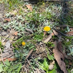 Leptorhynchos squamatus subsp. squamatus at Mount Clear, ACT - 10 Dec 2024 01:07 PM