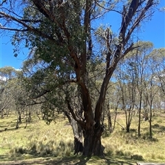 Eucalyptus stellulata at Mount Clear, ACT - 10 Dec 2024 01:06 PM