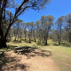 Eucalyptus stellulata at Mount Clear, ACT - 10 Dec 2024 01:06 PM