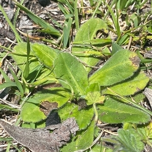 Solenogyne gunnii (Solengyne) at Mount Clear, ACT - 10 Dec 2024 by Tapirlord