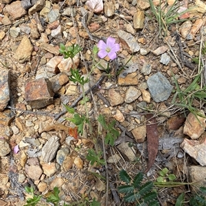 Geranium solanderi var. solanderi (Native Geranium) at Mount Clear, ACT - 10 Dec 2024 by Tapirlord