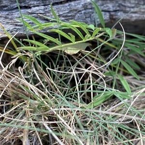 Swainsona behriana (Behr's Swainson-Pea) at Mount Clear, ACT - 10 Dec 2024 by Tapirlord