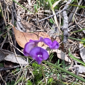 Swainsona behriana (Behr's Swainson-Pea) at Mount Clear, ACT - 10 Dec 2024 by Tapirlord