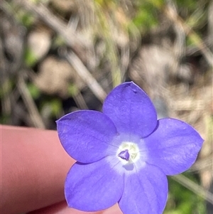 Wahlenbergia planiflora subsp. planiflora (Flat Bluebell) at Mount Clear, ACT - 10 Dec 2024 by Tapirlord