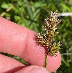 Carex disticha (Brown Sedge) at Mount Clear, ACT - 10 Dec 2024 by Tapirlord