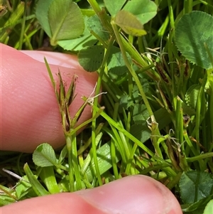 Schoenus apogon (Common Bog Sedge) at Mount Clear, ACT - 10 Dec 2024 by Tapirlord