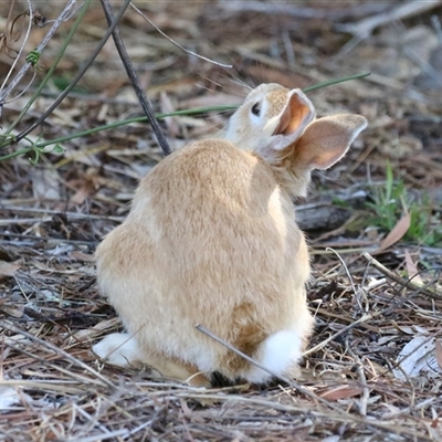 Oryctolagus cuniculus (European Rabbit) at Acton, ACT - 11 Apr 2025 by RodDeb