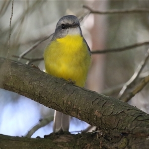 Eopsaltria australis at Acton, ACT - Yesterday by RodDeb