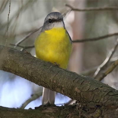 Eopsaltria australis (Eastern Yellow Robin) at Acton, ACT - 11 Apr 2025 by RodDeb