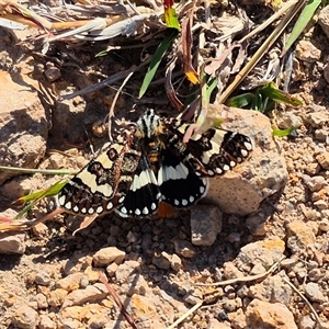 Apina callisto (Pasture Day Moth) at Theodore, ACT - Today by MB