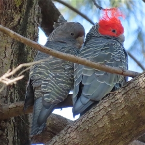 Callocephalon fimbriatum at Acton, ACT - suppressed