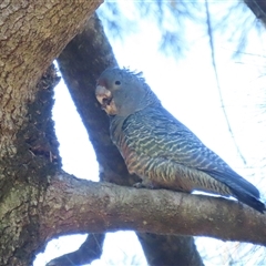 Callocephalon fimbriatum at Acton, ACT - suppressed
