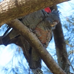 Callocephalon fimbriatum at Acton, ACT - suppressed