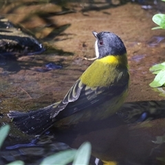 Pachycephala pectoralis (Golden Whistler) at Acton, ACT - 11 Apr 2025 by RodDeb