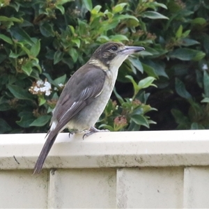 Cracticus torquatus at Macarthur, ACT - Yesterday by RodDeb