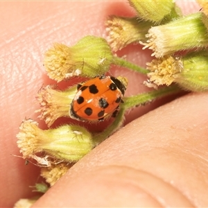 Hippodamia variegata (Spotted Amber Ladybird) at Melba, ACT - Yesterday by AlisonMilton