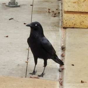Corvus coronoides at Rivervale, WA - 3 Apr 2025 01:10 PM