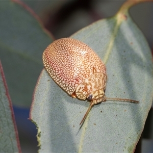 Paropsis atomaria (Eucalyptus leaf beetle) at Melba, ACT - Yesterday by AlisonMilton