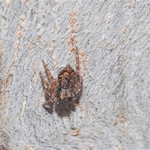 Servaea incana at McKellar, ACT - Yesterday by AlisonMilton