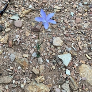 Wahlenbergia sp. at Anglers Reach, NSW - Yesterday by Jennybach