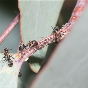 Monophlebulus sp. (genus) at Melba, ACT - Yesterday by AlisonMilton
