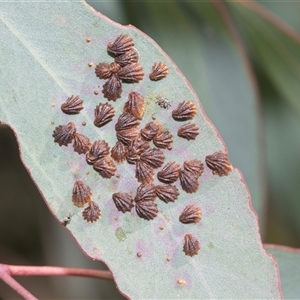 Glycaspis sp. (genus) at Melba, ACT - Yesterday by AlisonMilton