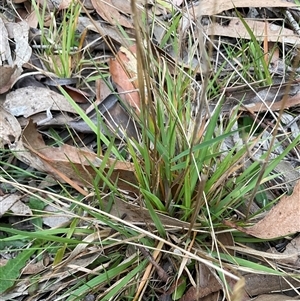 Enneapogon nigricans (Nine-awn Grass, Bottlewashers) at Anglers Reach, NSW - 11 Apr 2025 by Jennybach