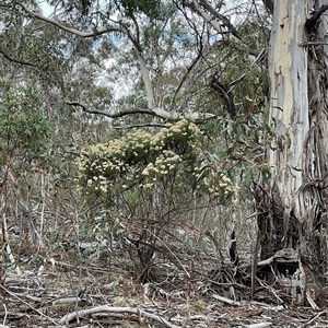Cassinia longifolia at Anglers Reach, NSW - Yesterday by Jennybach